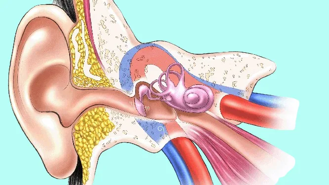 Illustration of sinus problems and ear ringing, representing common health issues affecting the nose and ears