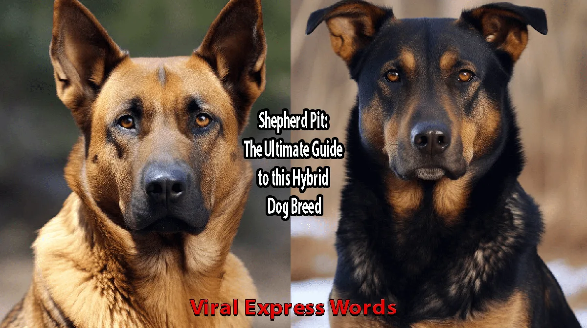 An image showing the cover of a book titled 'Shepherd Pit The Ultimate Guide to this Hybrid Dog Breed